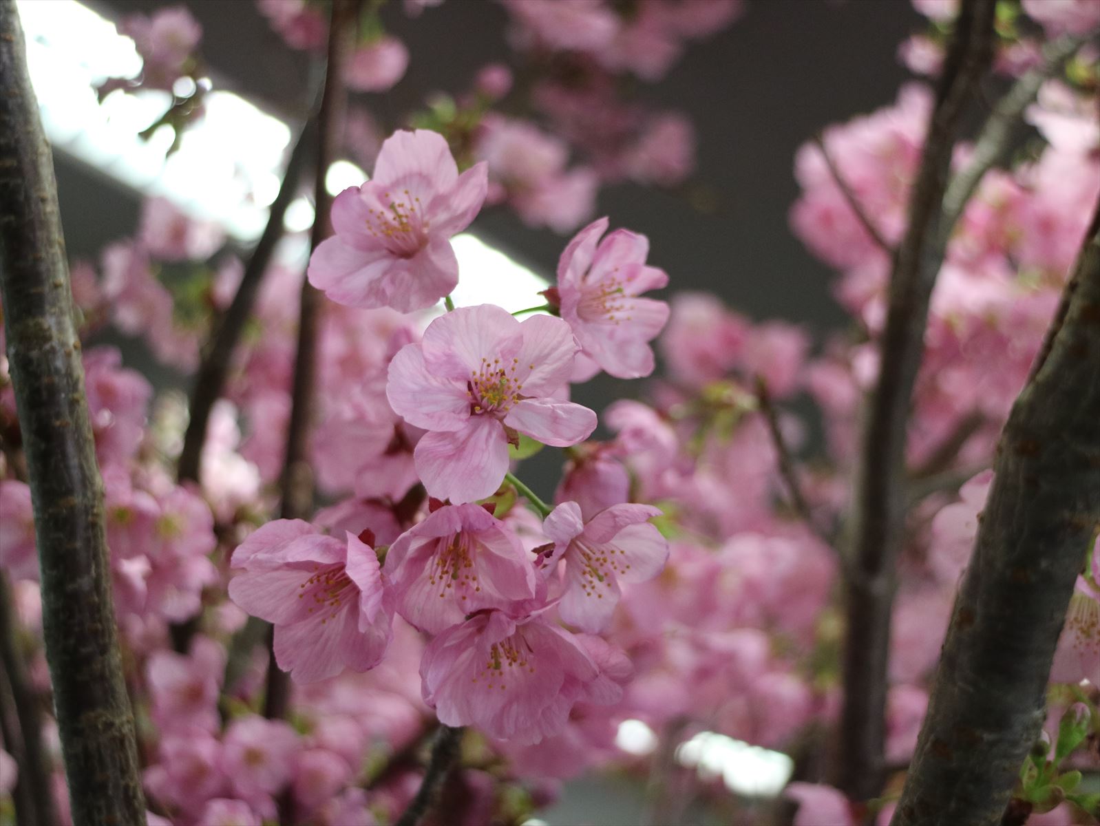 サクラ第2弾　修善寺桜