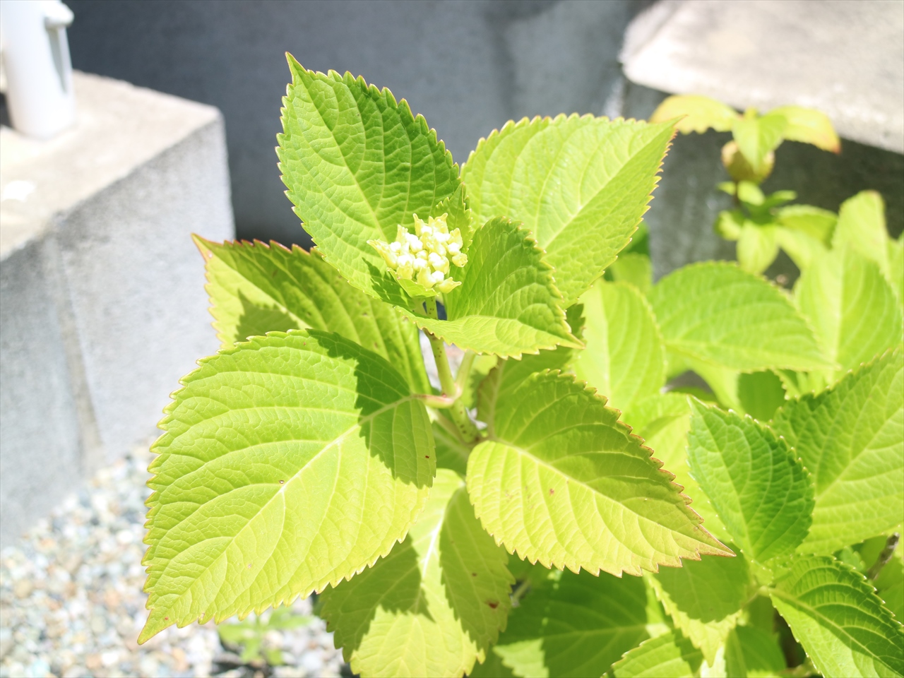 紫陽花