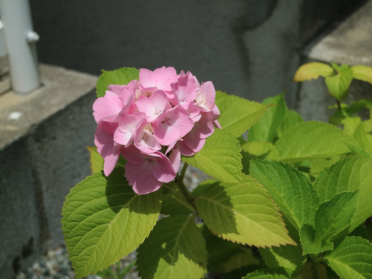 紫陽花が咲きました！