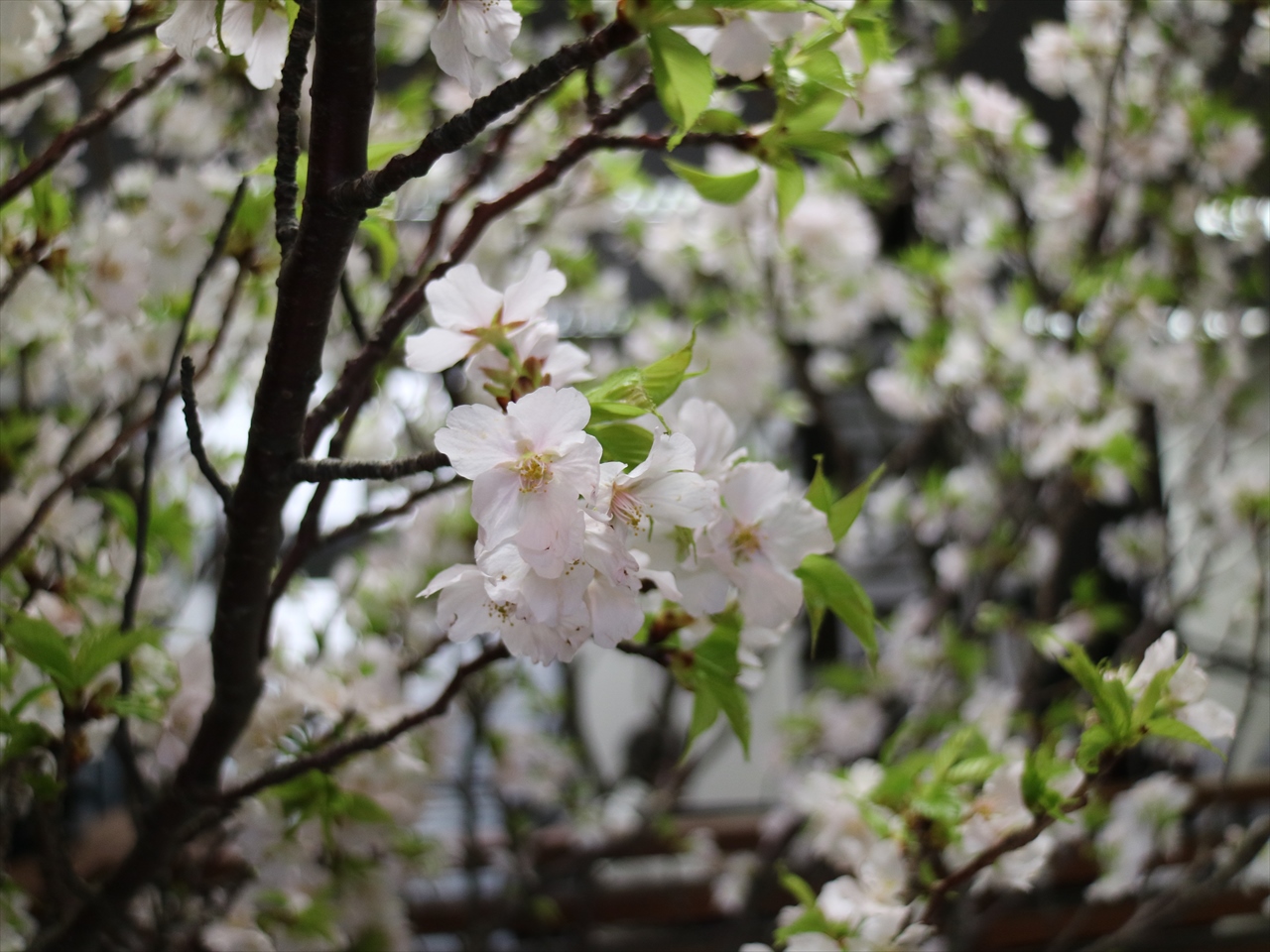 2020桜