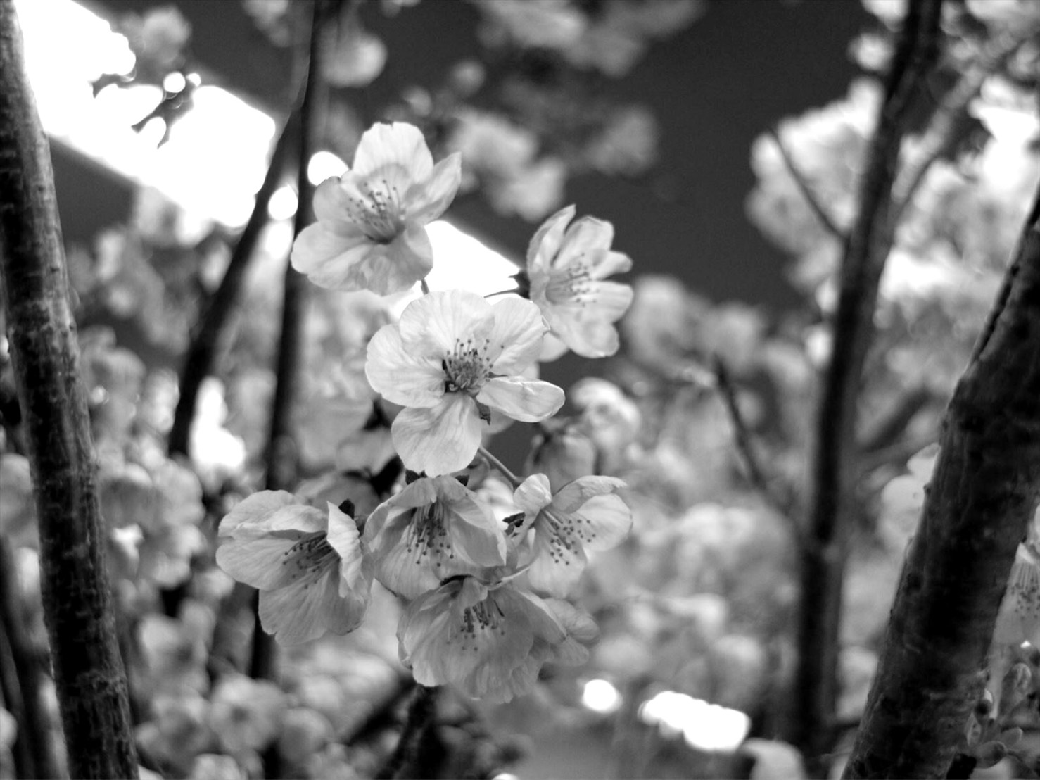 2019　桜